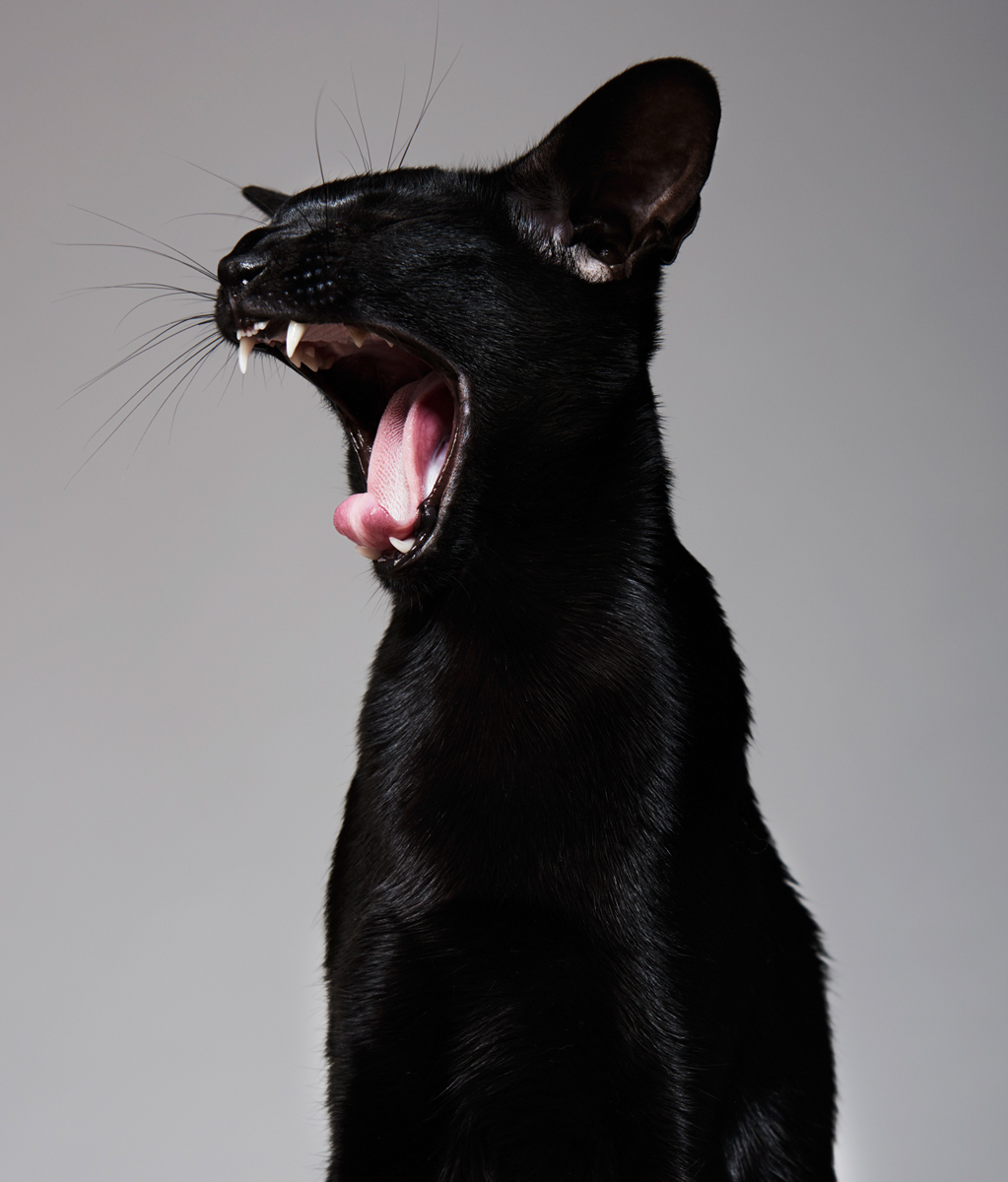 PussPuss_M13_015_1